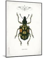 Beetle IV-Gwendolyn Babbitt-Mounted Art Print