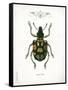Beetle IV-Gwendolyn Babbitt-Framed Stretched Canvas