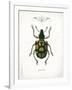 Beetle IV-Gwendolyn Babbitt-Framed Art Print