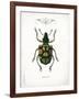 Beetle IV-Gwendolyn Babbitt-Framed Art Print