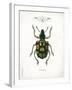 Beetle IV-Gwendolyn Babbitt-Framed Art Print