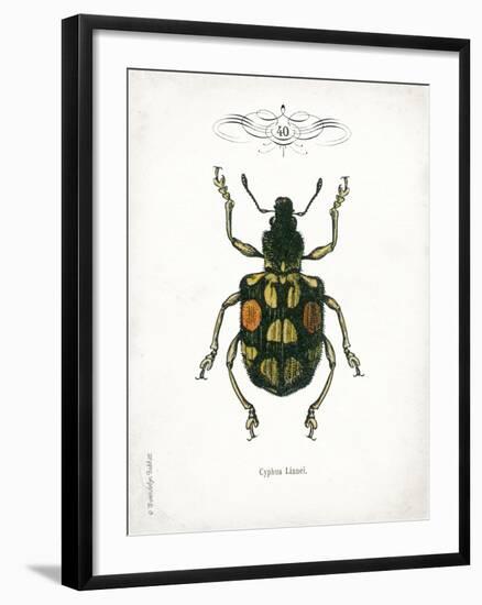 Beetle IV-Gwendolyn Babbitt-Framed Art Print