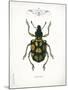 Beetle IV-Gwendolyn Babbitt-Mounted Art Print