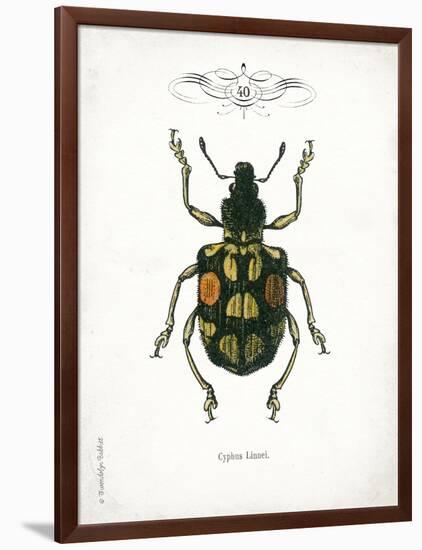 Beetle IV-Gwendolyn Babbitt-Framed Art Print