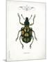 Beetle IV-Gwendolyn Babbitt-Mounted Art Print