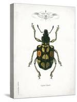 Beetle IV-Gwendolyn Babbitt-Stretched Canvas