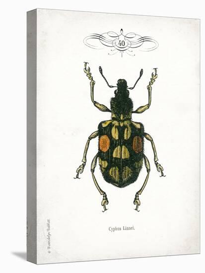 Beetle IV-Gwendolyn Babbitt-Stretched Canvas