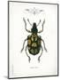 Beetle IV-Gwendolyn Babbitt-Mounted Art Print