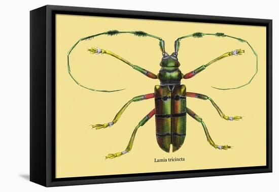 Beetle: Lamia Tricincta-Sir William Jardine-Framed Stretched Canvas