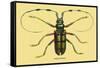 Beetle: Lamia Tricincta-Sir William Jardine-Framed Stretched Canvas