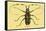 Beetle: Lamia Tricincta-Sir William Jardine-Framed Stretched Canvas