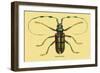 Beetle: Lamia Tricincta-Sir William Jardine-Framed Art Print