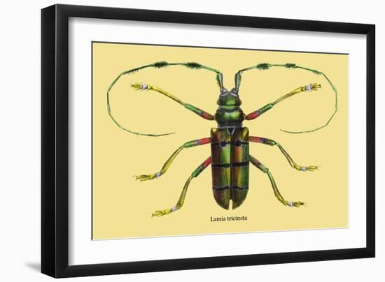 Beetle: Lamia Tricincta-Sir William Jardine-Framed Art Print