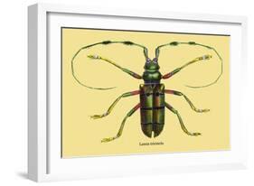 Beetle: Lamia Tricincta-Sir William Jardine-Framed Art Print