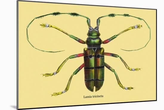 Beetle: Lamia Tricincta-Sir William Jardine-Mounted Art Print