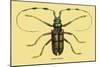 Beetle: Lamia Tricincta-Sir William Jardine-Mounted Art Print