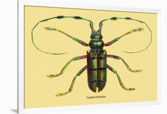 Beetle: Lamia Tricincta-Sir William Jardine-Framed Art Print