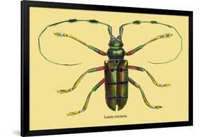 Beetle: Lamia Tricincta-Sir William Jardine-Framed Art Print