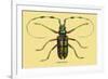 Beetle: Lamia Tricincta-Sir William Jardine-Framed Art Print