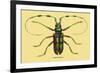 Beetle: Lamia Tricincta-Sir William Jardine-Framed Art Print