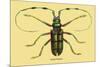 Beetle: Lamia Tricincta-Sir William Jardine-Mounted Art Print