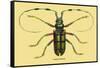 Beetle: Lamia Tricincta-Sir William Jardine-Framed Stretched Canvas