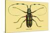 Beetle: Lamia Tricincta-Sir William Jardine-Stretched Canvas