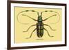 Beetle: Lamia Tricincta-Sir William Jardine-Framed Premium Giclee Print