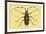 Beetle: Lamia Tricincta-Sir William Jardine-Framed Premium Giclee Print