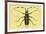 Beetle: Lamia Tricincta-Sir William Jardine-Framed Premium Giclee Print