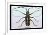 Beetle: Lamia Tricincta-Sir William Jardine-Framed Premium Giclee Print