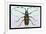 Beetle: Lamia Tricincta-Sir William Jardine-Framed Premium Giclee Print