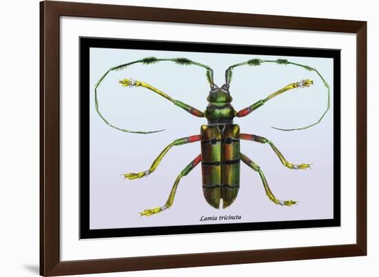 Beetle: Lamia Tricincta-Sir William Jardine-Framed Premium Giclee Print