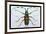 Beetle: Lamia Tricincta-Sir William Jardine-Framed Premium Giclee Print