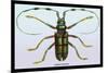 Beetle: Lamia Tricincta-Sir William Jardine-Mounted Premium Giclee Print