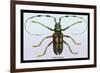 Beetle: Lamia Tricincta-Sir William Jardine-Framed Art Print