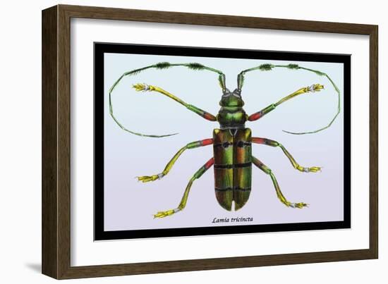 Beetle: Lamia Tricincta-Sir William Jardine-Framed Art Print
