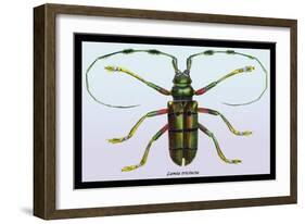 Beetle: Lamia Tricincta-Sir William Jardine-Framed Art Print