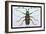 Beetle: Lamia Tricincta-Sir William Jardine-Framed Art Print