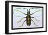 Beetle: Lamia Tricincta-Sir William Jardine-Framed Art Print