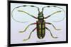 Beetle: Lamia Tricincta-Sir William Jardine-Mounted Art Print