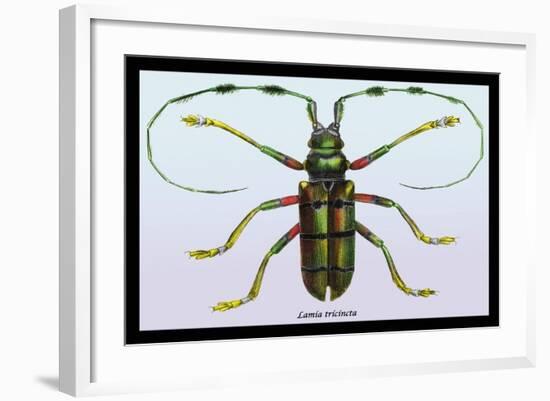 Beetle: Lamia Tricincta-Sir William Jardine-Framed Art Print