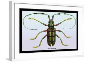 Beetle: Lamia Tricincta-Sir William Jardine-Framed Art Print