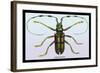 Beetle: Lamia Tricincta-Sir William Jardine-Framed Art Print