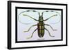 Beetle: Lamia Tricincta-Sir William Jardine-Framed Art Print