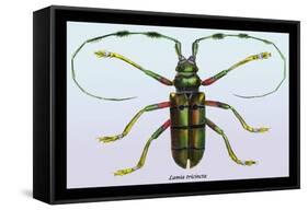 Beetle: Lamia Tricincta-Sir William Jardine-Framed Stretched Canvas