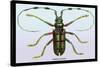 Beetle: Lamia Tricincta-Sir William Jardine-Stretched Canvas