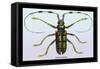 Beetle: Lamia Tricincta-Sir William Jardine-Framed Stretched Canvas