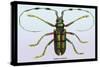 Beetle: Lamia Tricincta-Sir William Jardine-Stretched Canvas