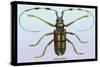 Beetle: Lamia Tricincta-Sir William Jardine-Stretched Canvas